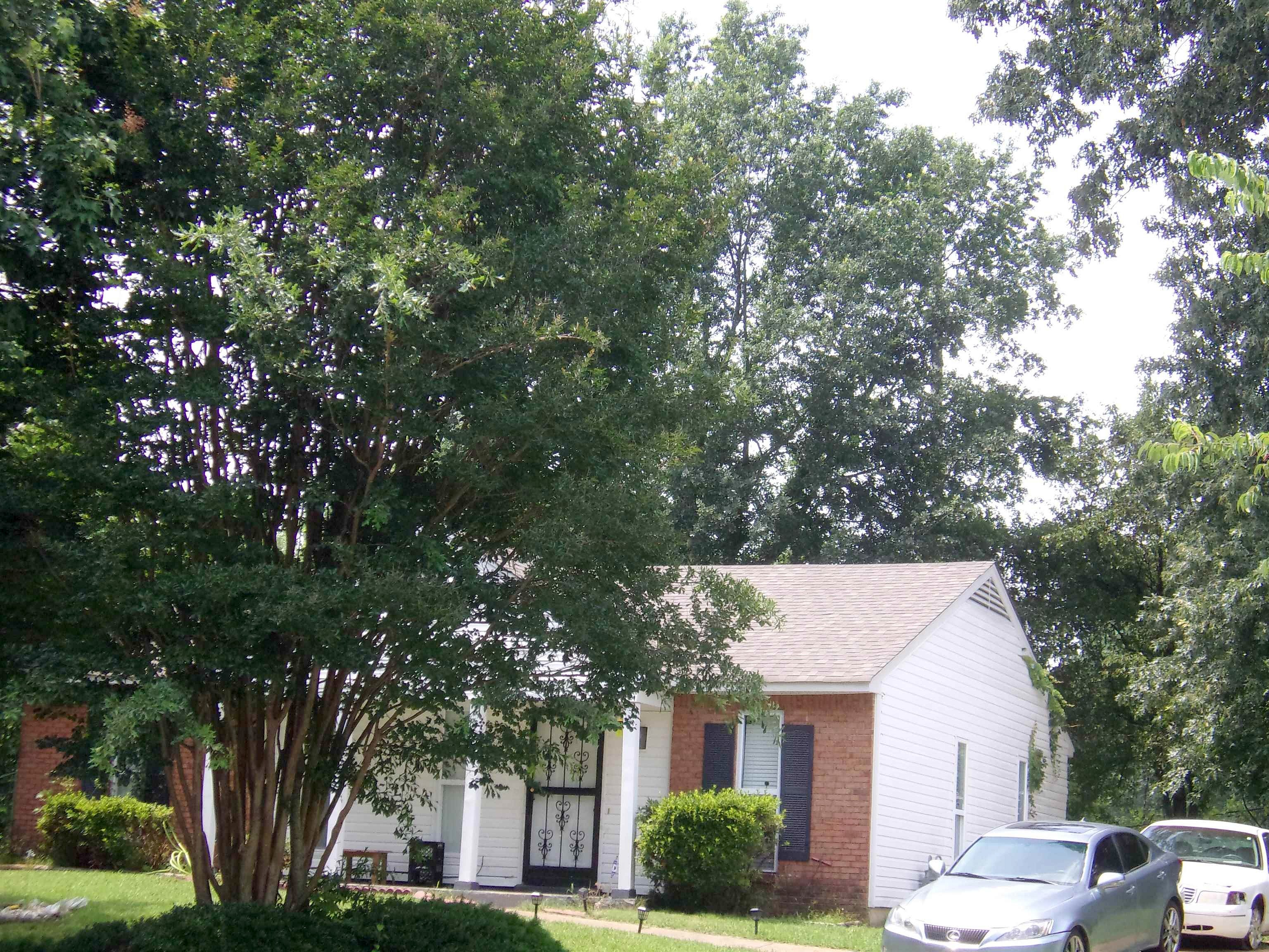 Main image